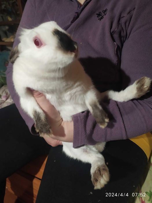 Карликовые кролики