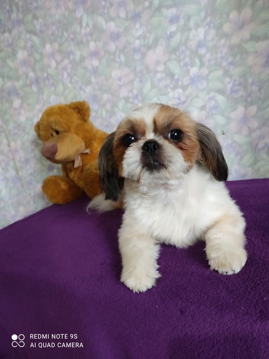 Продаёт мини девочка