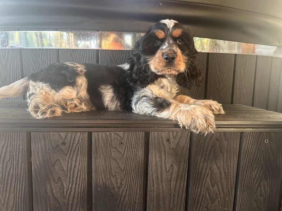 Cocker spaniel angielski pies