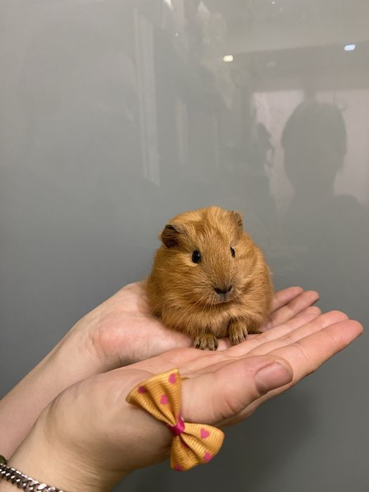 Свинка морська, морські свинки неймовірне різноманіття