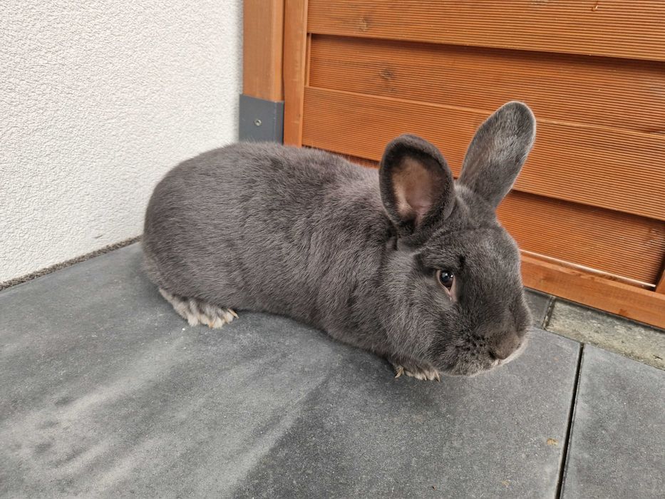 wiedeński wiedeńskie niebieskie WN królik króliki samiec