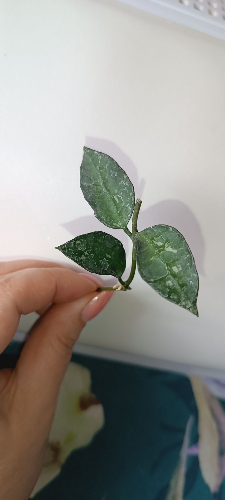 Hoya hoja lacunosa zebra Splash