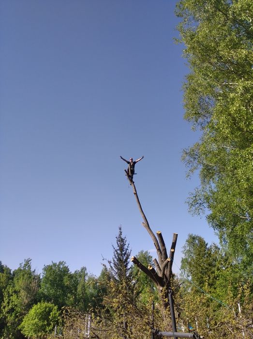 Зріз дерев любої складності.