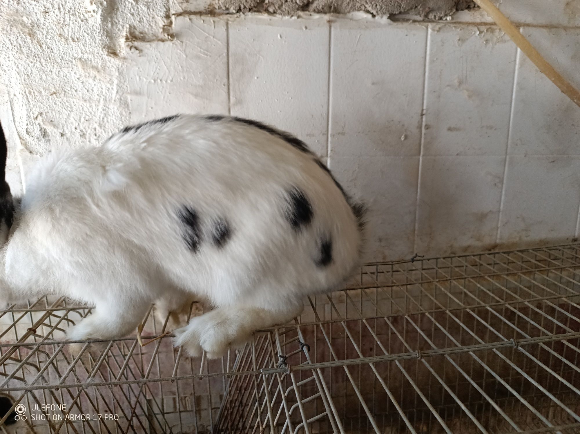 Coelhos borboleta francesa