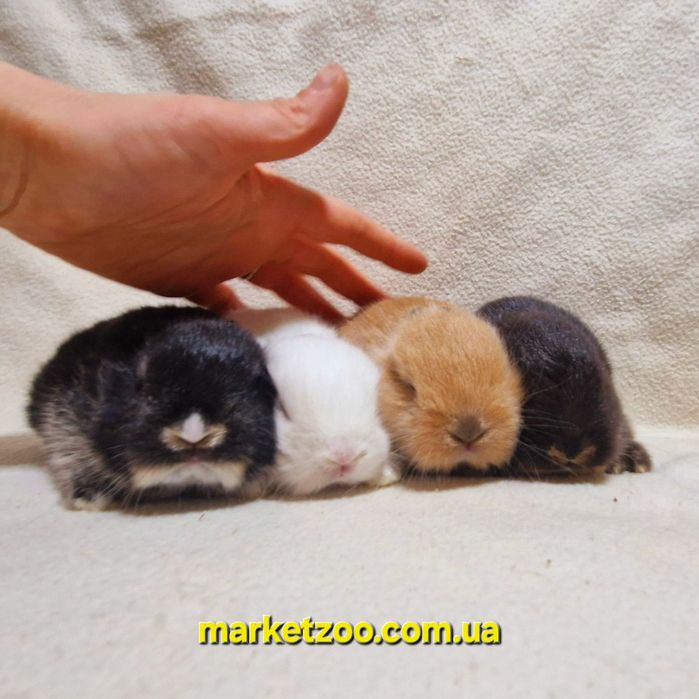 Наймиліші створіння-міні кролики нідерландські!карликовые кролики