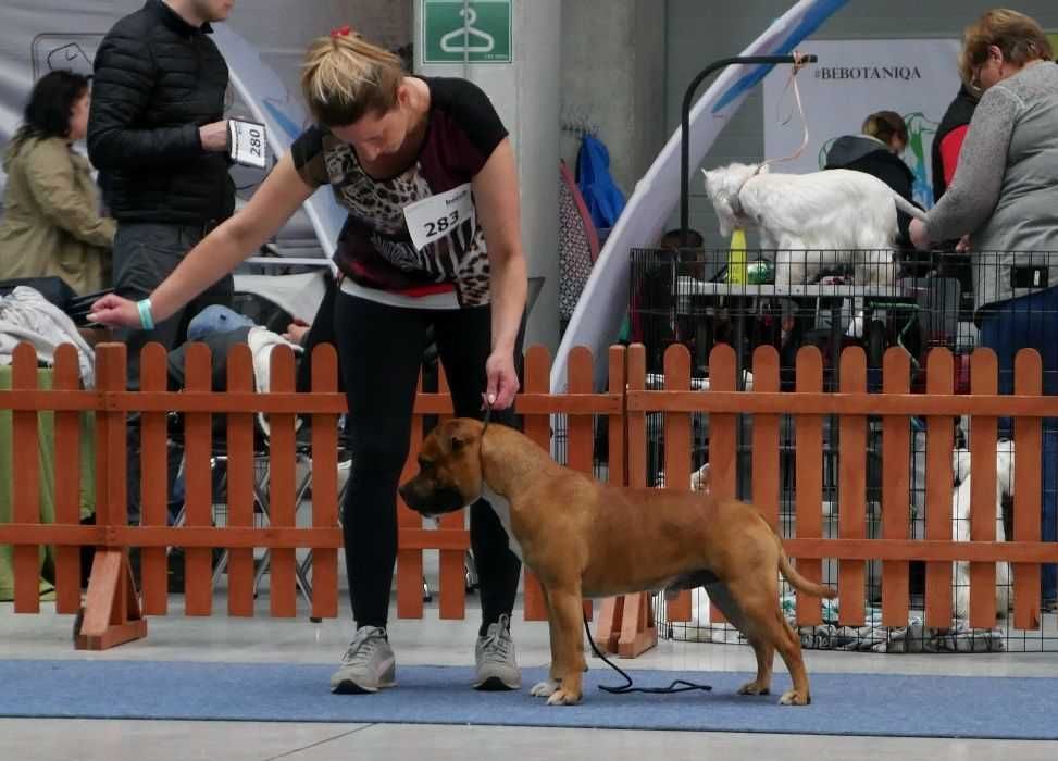 Staffordshire Bull Terrier ZKwP , Staffik FCI, mocny piesek FIGHTER