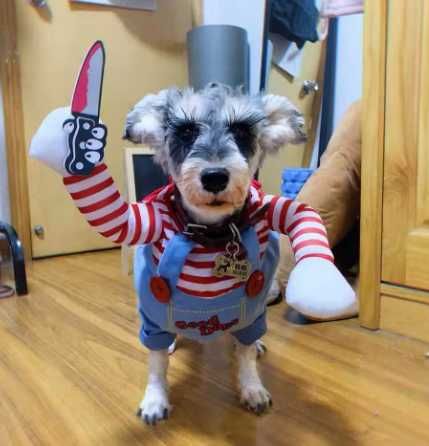 Traje Halloween Roupa Cão