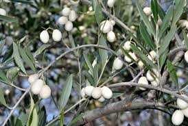 AZEITONA BRANCA - Venda de oliveiras