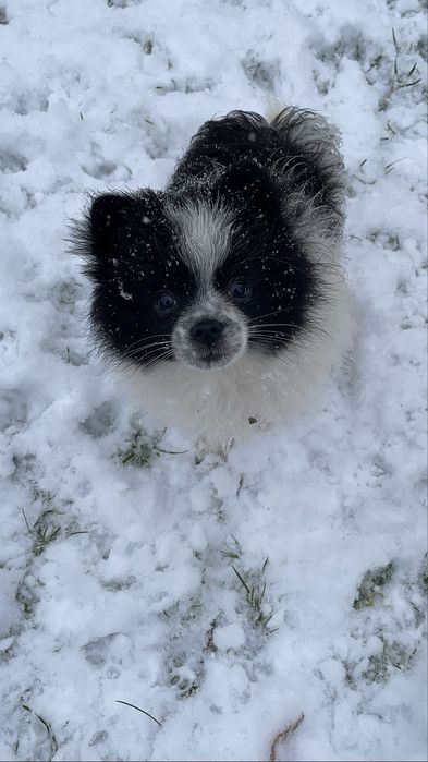 Szpic miniaturowy pomeranian chłopiec