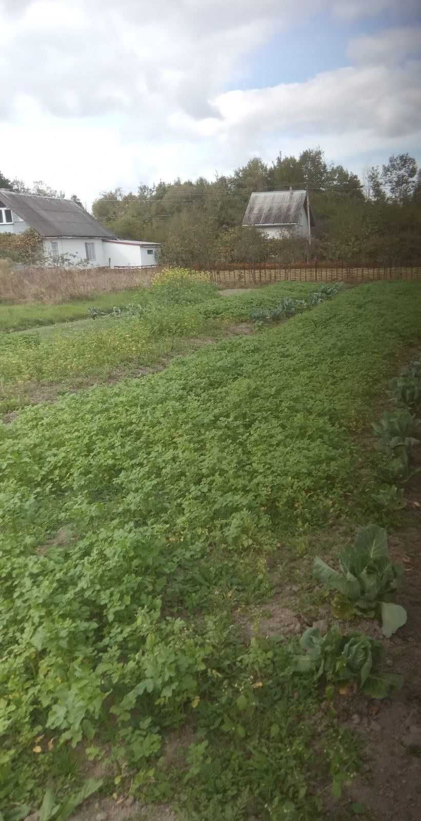 Ділянка в с. Нова Липівка, садівниче товариство “Берізка”