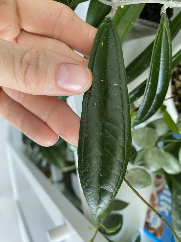 Hoya rigidifolia splash