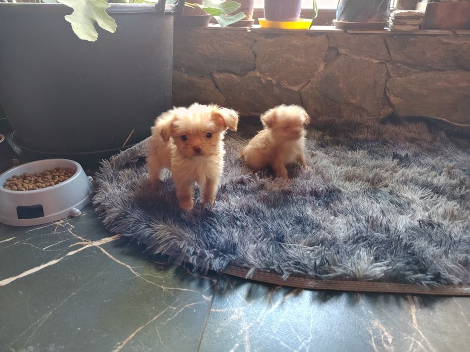 Chipoo, chihuahua długowłosa & Pudel toy,  sunia