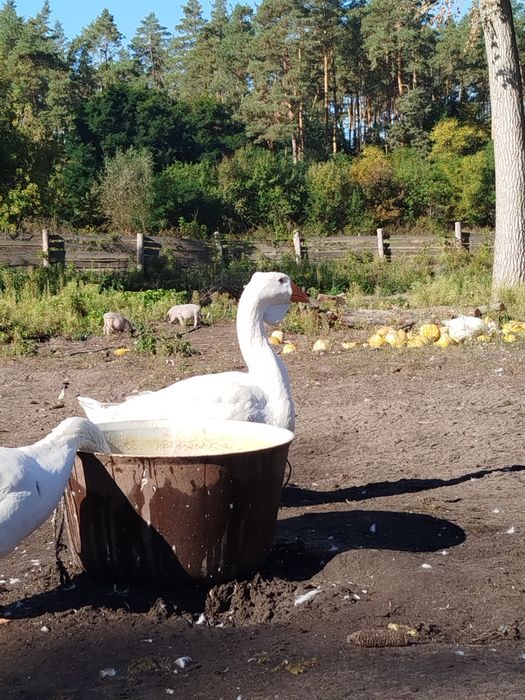 Продам гуси (Холмогори )