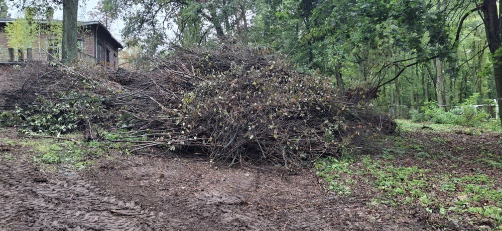 Hrust drewno gałęzie