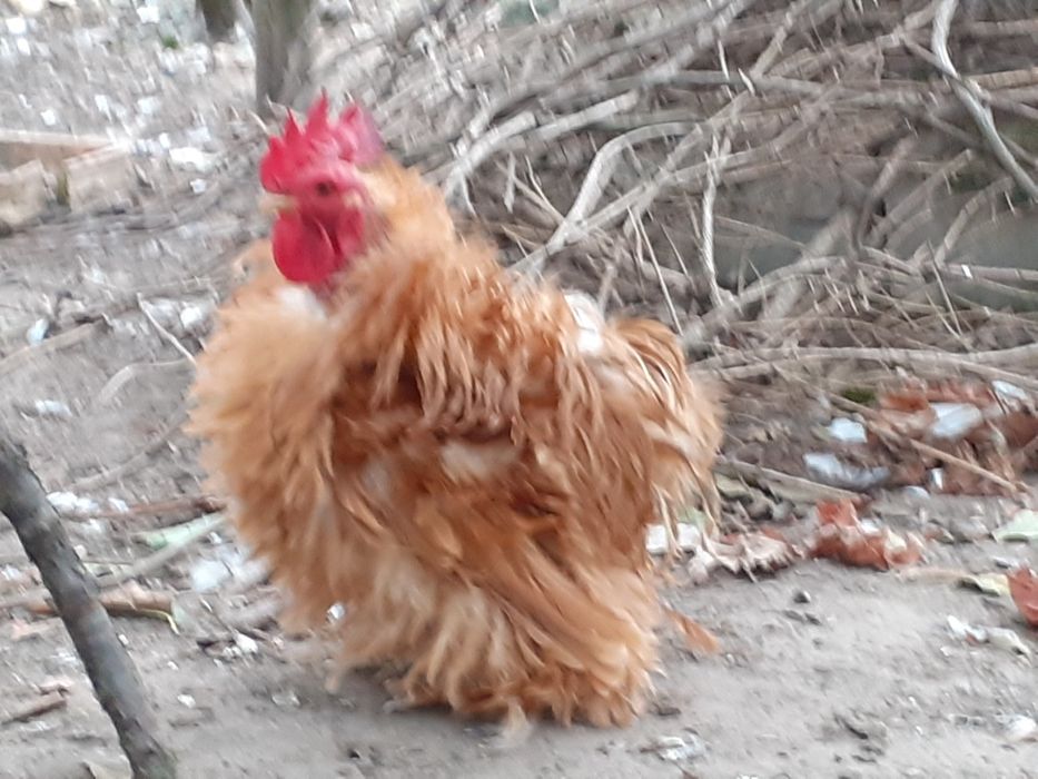 Kochin miniaturka złota