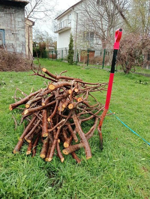 Śliwa drzewo do wędzenia, do wędzarni.