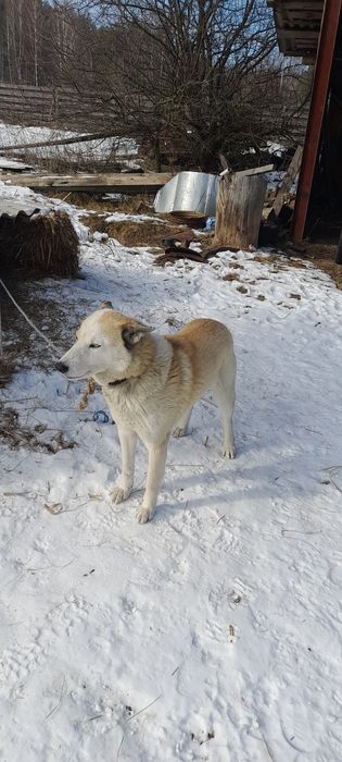 Німеська вівчарка цуценята