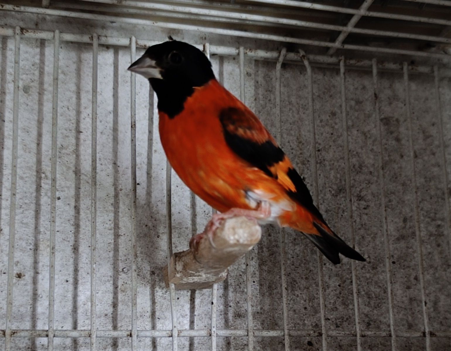 Cardinalitos Mutação