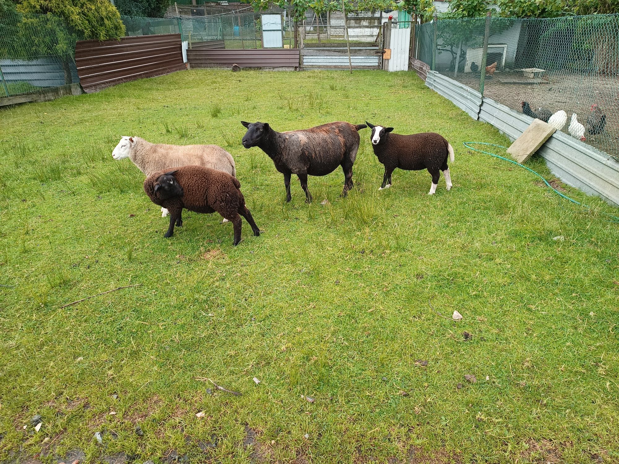 Sprzedam owce i  texel