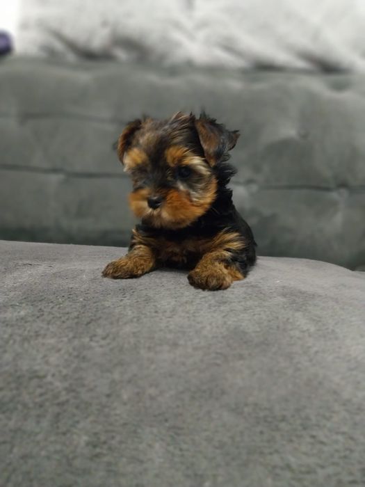 Yorkshire terrier suczka