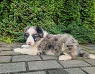 Szczenię border collie blue merle
