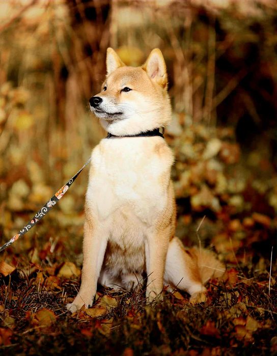 Piękny samiec z doskonałym rodowodem ZKwP FCI