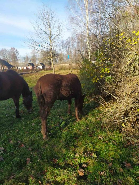 Продам лоша 8 місяців