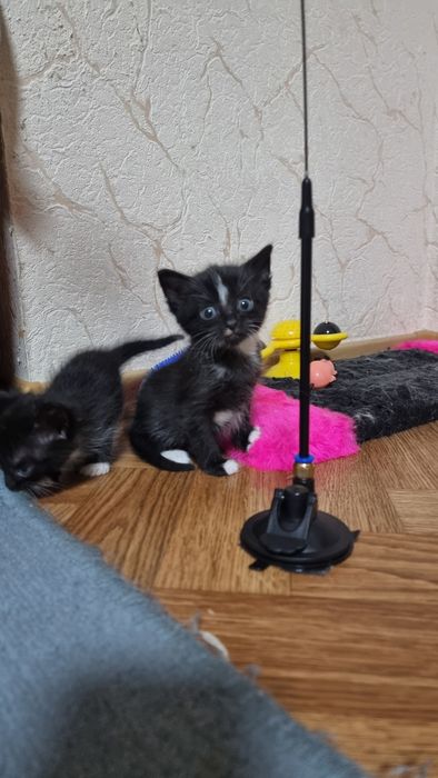 Віддам маленьких хвостиків у добрі та люблячі руки