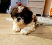 Śliczny shihtzu już do odbioru