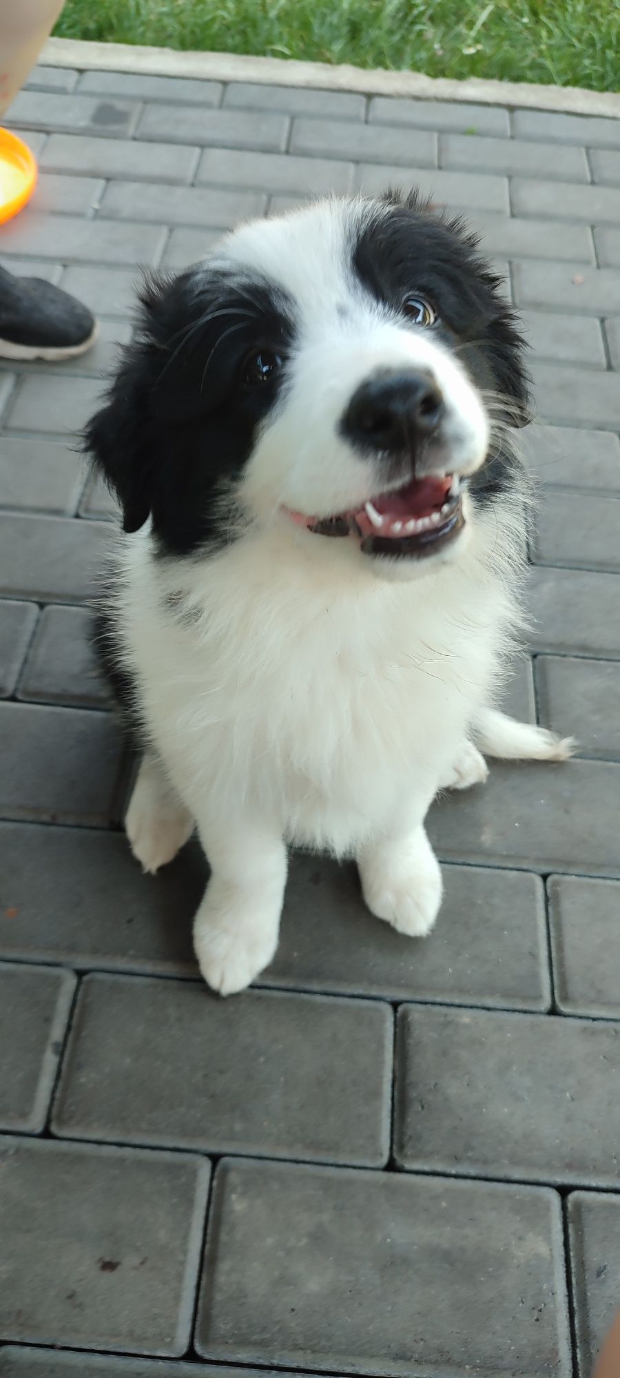 Border Collie szczeniak z rodowodem