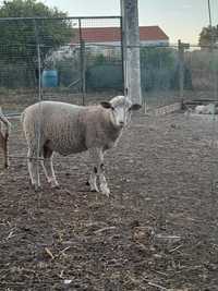 Vendo borrego com 4 meses