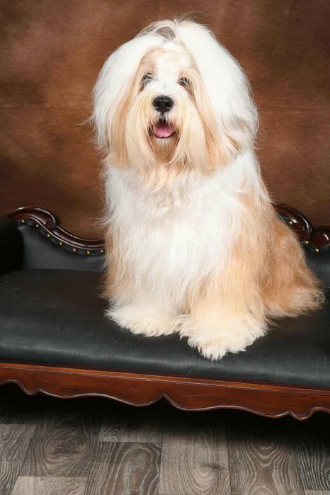 Terier Tybetański szczenięta ZKwP piesek z hodowli z Helmowego Jaru