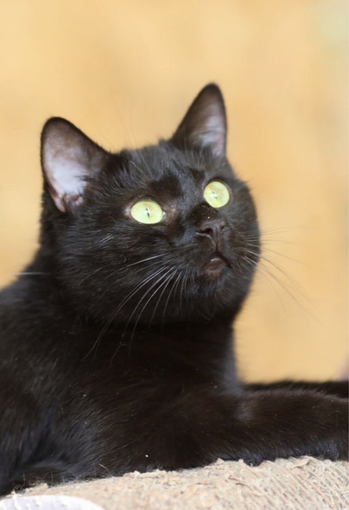 Наоми 2 года, кошка чёрная, кошка