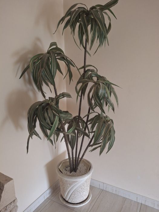 Planta falsa/ planta decorativa