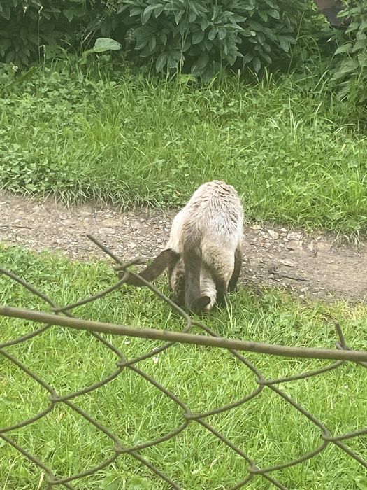 Сіамські котики від чистокровних батьків.