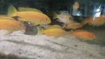 Pyszczaki pseudotropheus Saulosi młode