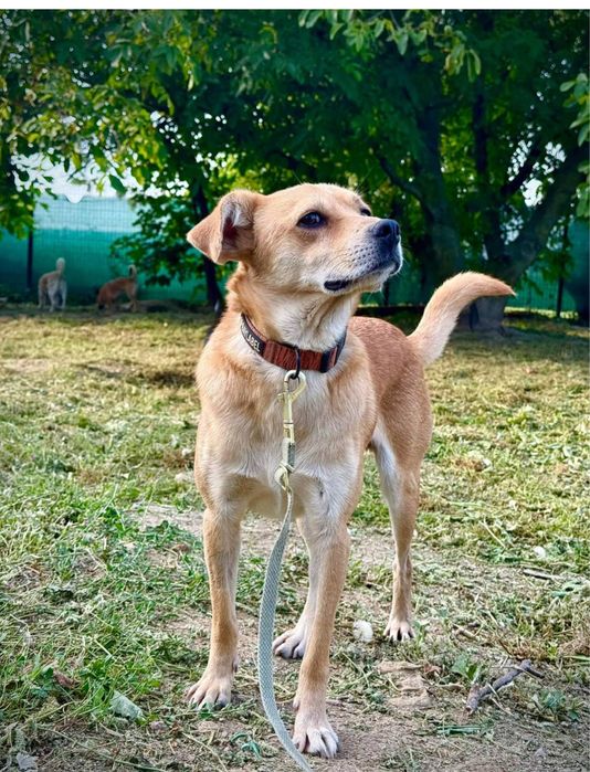 Piesek do adopcji