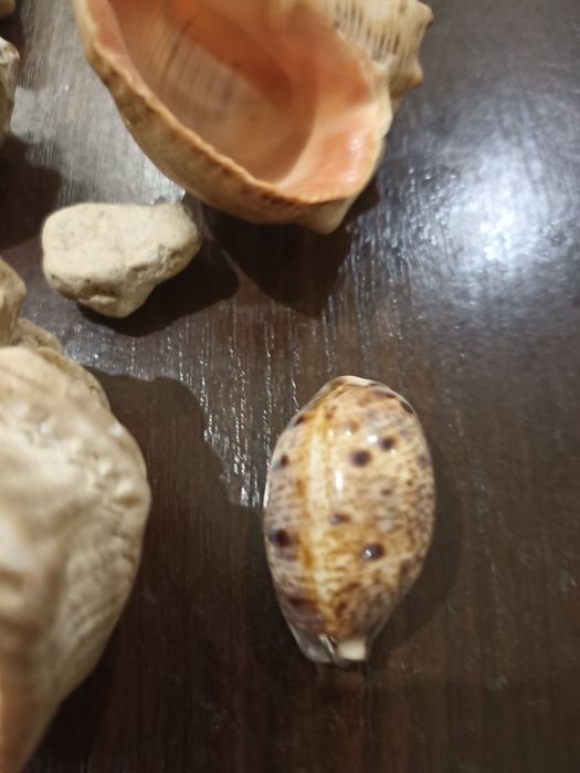 Продам ракушки для аквариума