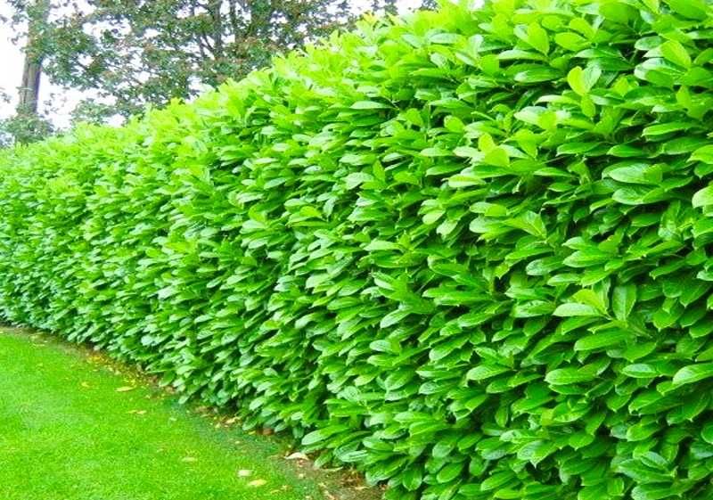 Planta Prunus Laurocerasus Novita para venda em placas múltiplas