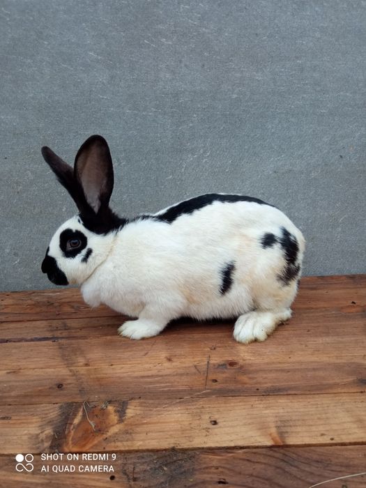 Продам кролі породи строкач