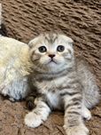 Шотландські кошенята