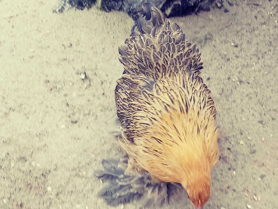 kochin miniaturowy karzełek kury 2025