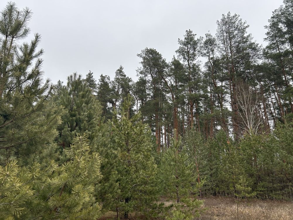 Земельні ділянки під будівництво з виходом в ліс