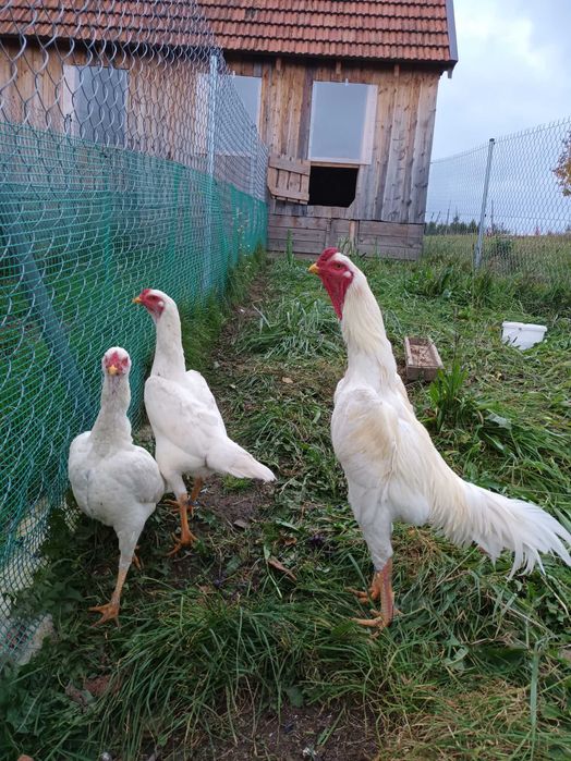 Bojowiec shamo bojowce