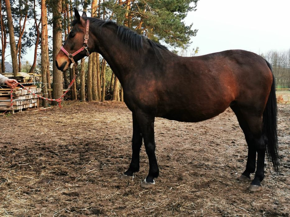 Klacz do hodowli i rekreacji
