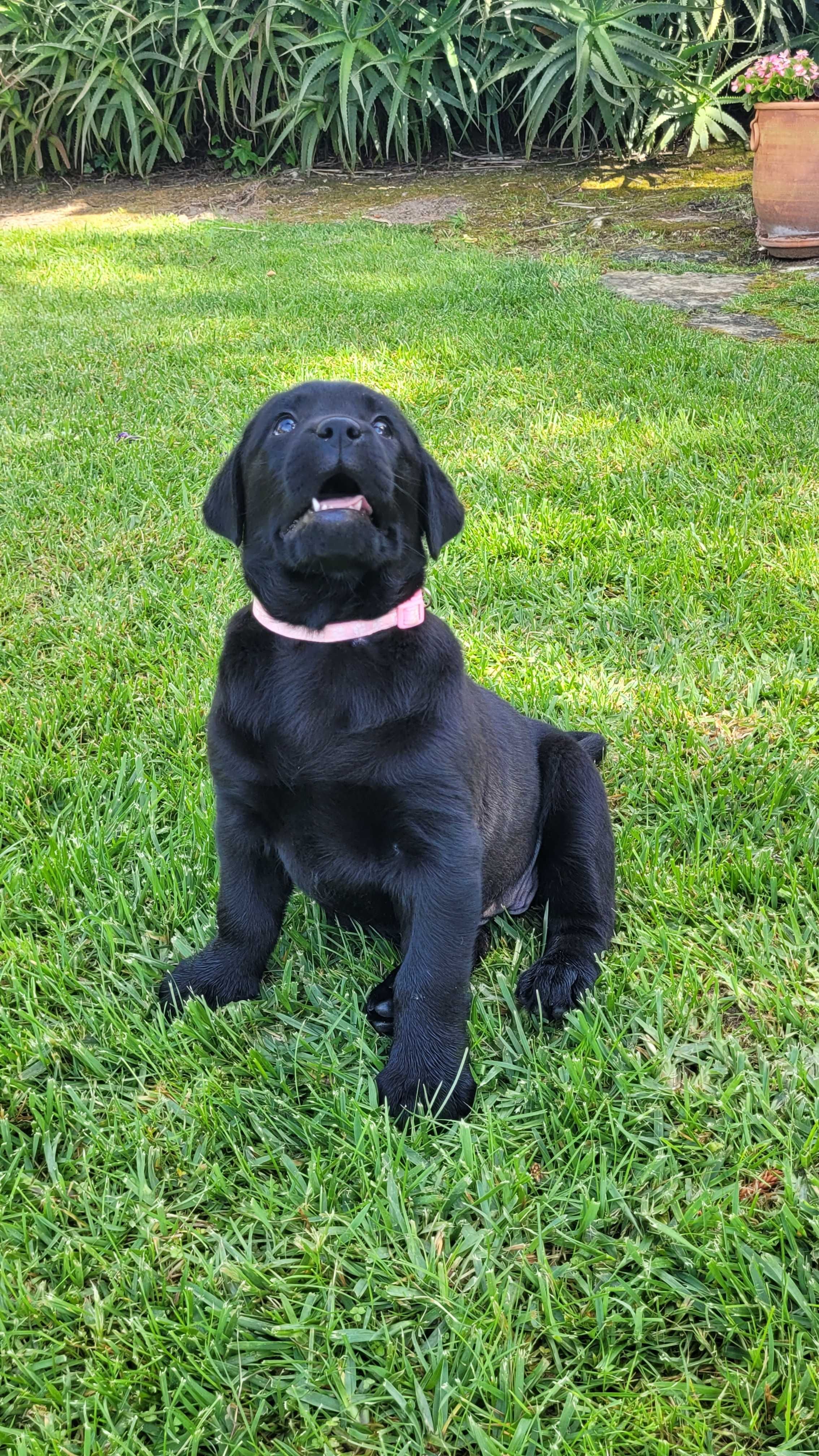 Labrador retriever