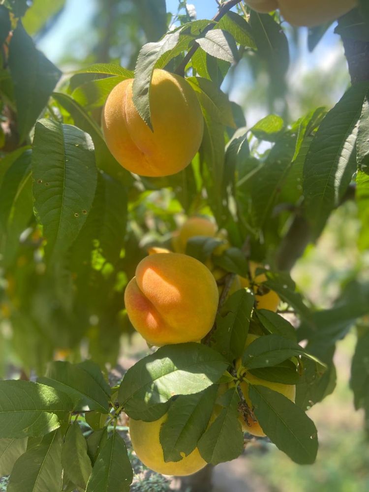 Продам черенки (живці) плодових