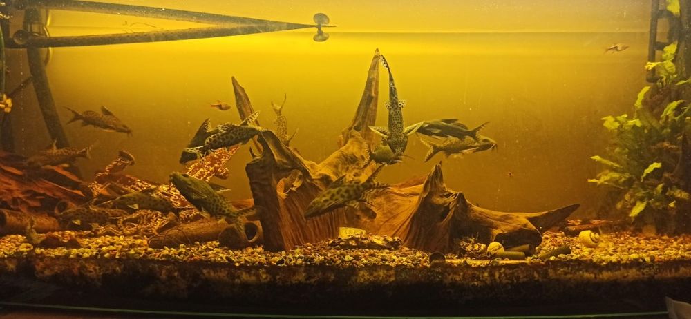 Giętkoząb opaczek rybka