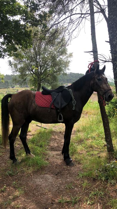 Cavalo 4 anos bom para crianças
