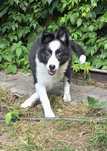Sunia Border Collie